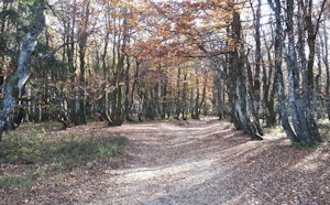 Bois de Remenaumont