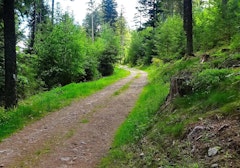 Axwald Forest Path