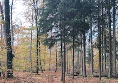 Bois d'Haguenau