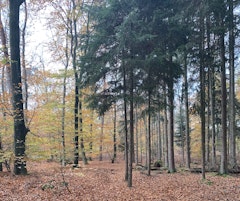 Bois d'Haguenau