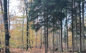 Bois d'Haguenau