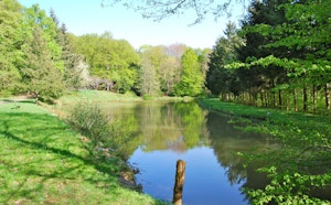 Bois de Hartmannswiller