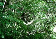 Bois de Montauville