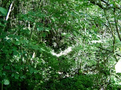 Bois de Montauville