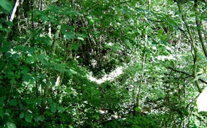 Bois de Montauville