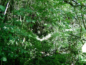 Bois de Montauville
