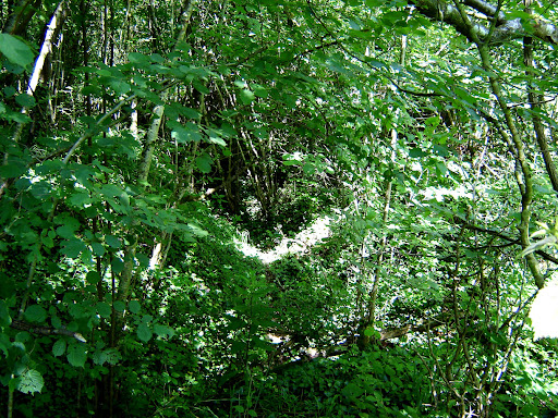 Bois de Montauville