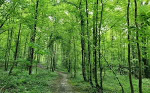 Bois de Saint-Dizier