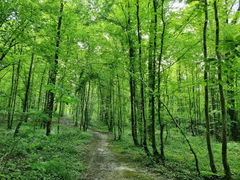 Bois de Saint-Dizier