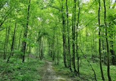 Bois de Saint-Dizier