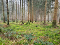 Bois du Bannet