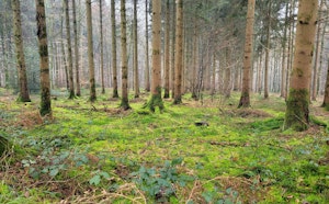 Bois du Bannet