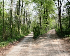 Bois du Roi