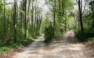 Bois du Roi
