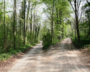 Bois du Roi