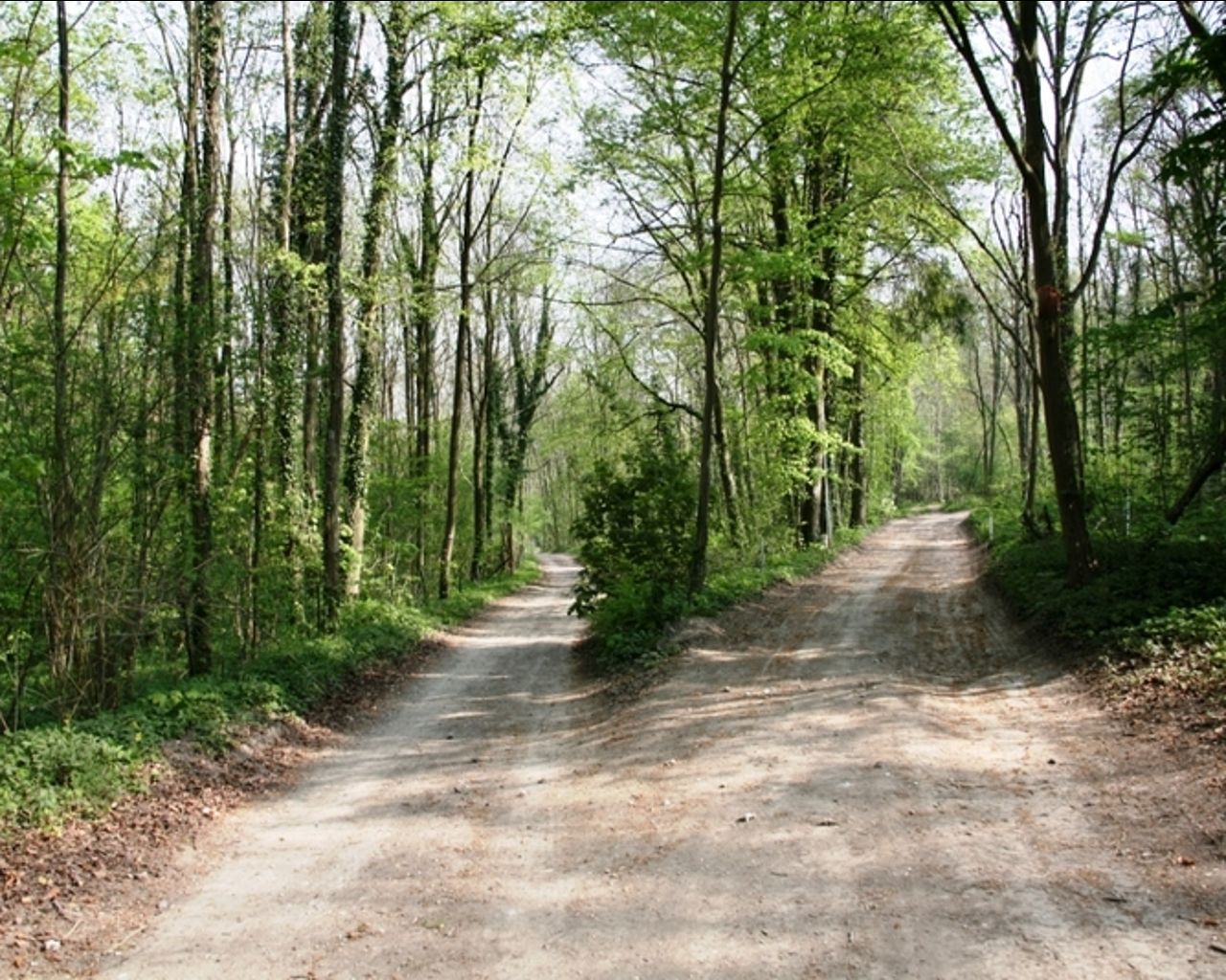Bois du Roi