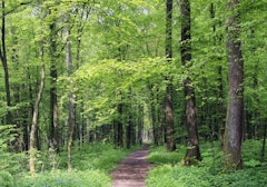 Bois l'Évêque