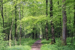 Bois l'Évêque