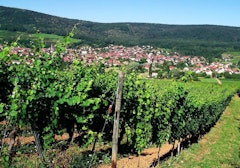 Tour of Bollenberg