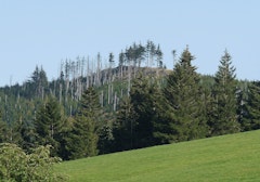 Brézouard