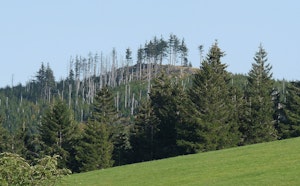 Brézouard