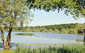 Cornée du Der