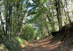 Forêt de Boust