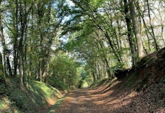 Forêt de Boust