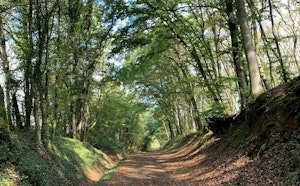 Forêt de Boust