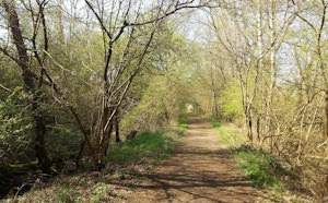 Forêt de Gorcy