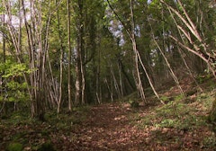 Forêt de Haye