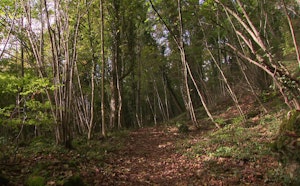 Forêt de Haye