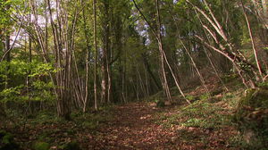 Forêt de Haye