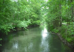 Forêt de l'Illwald