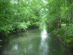 Forêt de l'Illwald