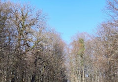 Forêt de Macheren