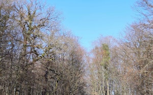 Forêt de Macheren