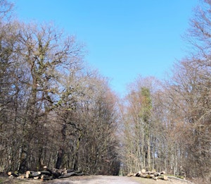 Forêt de Macheren