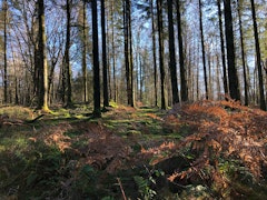 Forêt de Sedan