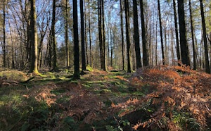 Forêt de Sedan