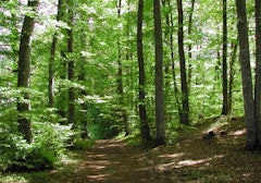 Forêt de Selomont