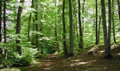Forêt de Selomont