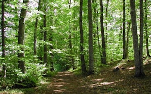 Forêt de Selomont