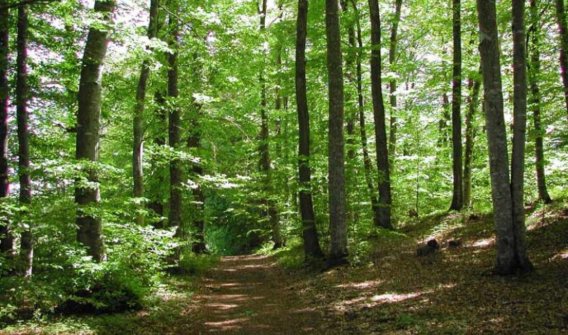 Forêt de Selomont