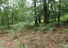 Forêt de Sparsbach