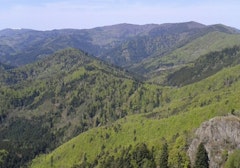 Forêt des Volcans