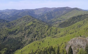 Forêt des Volcans