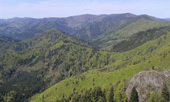 Forêt des Volcans