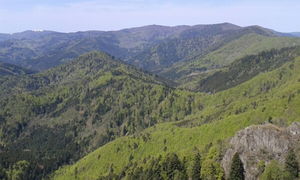 Forêt des Volcans