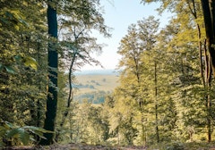 Forêt de Ernolsheim-lès-Saverne